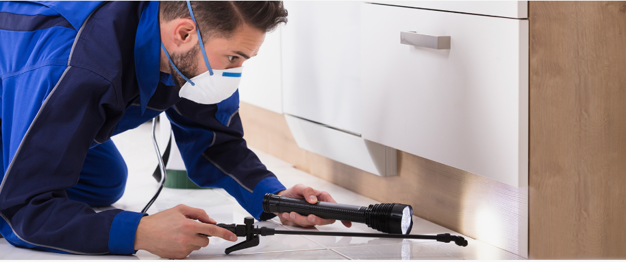 Toledo pest xpert removal